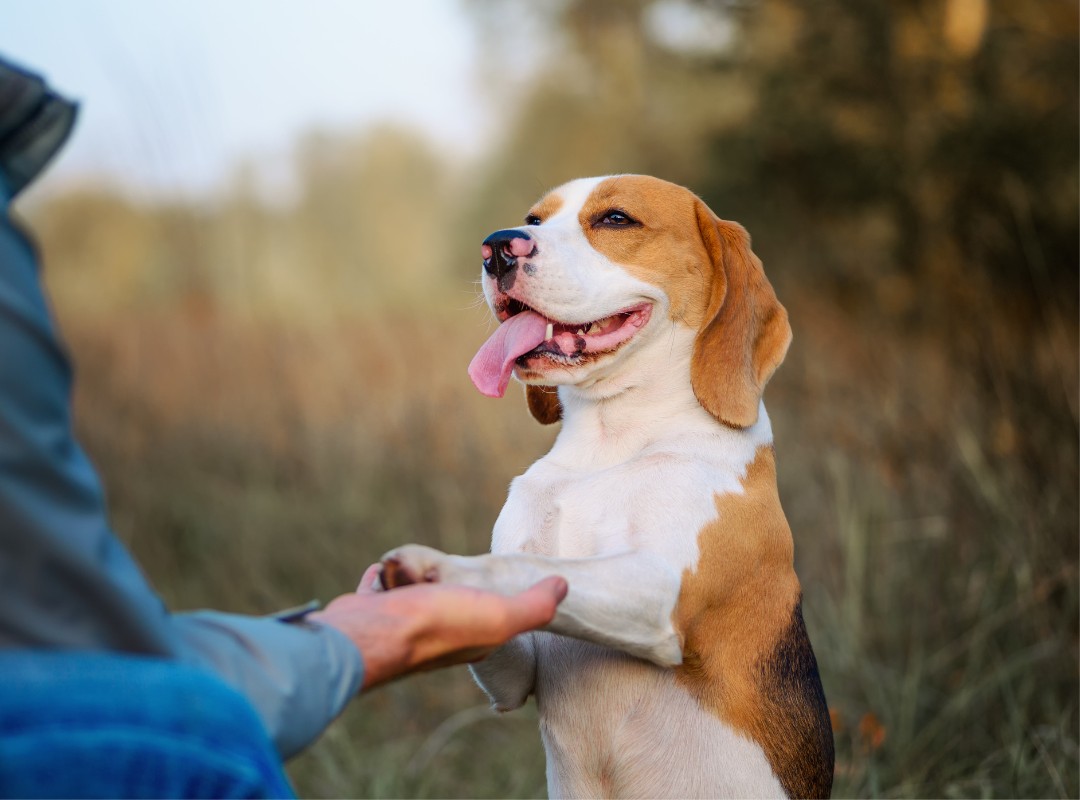 A dog shaking hands with a person