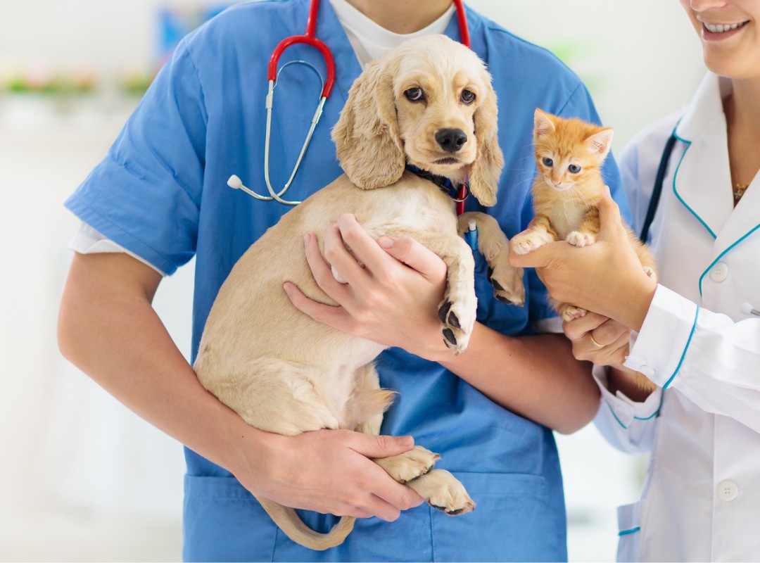 Veterinarians holding a dog and a cat