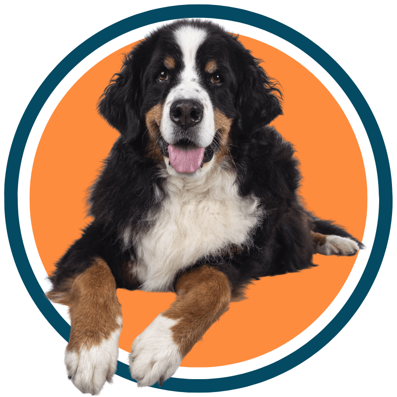 A Berner Sennen dog