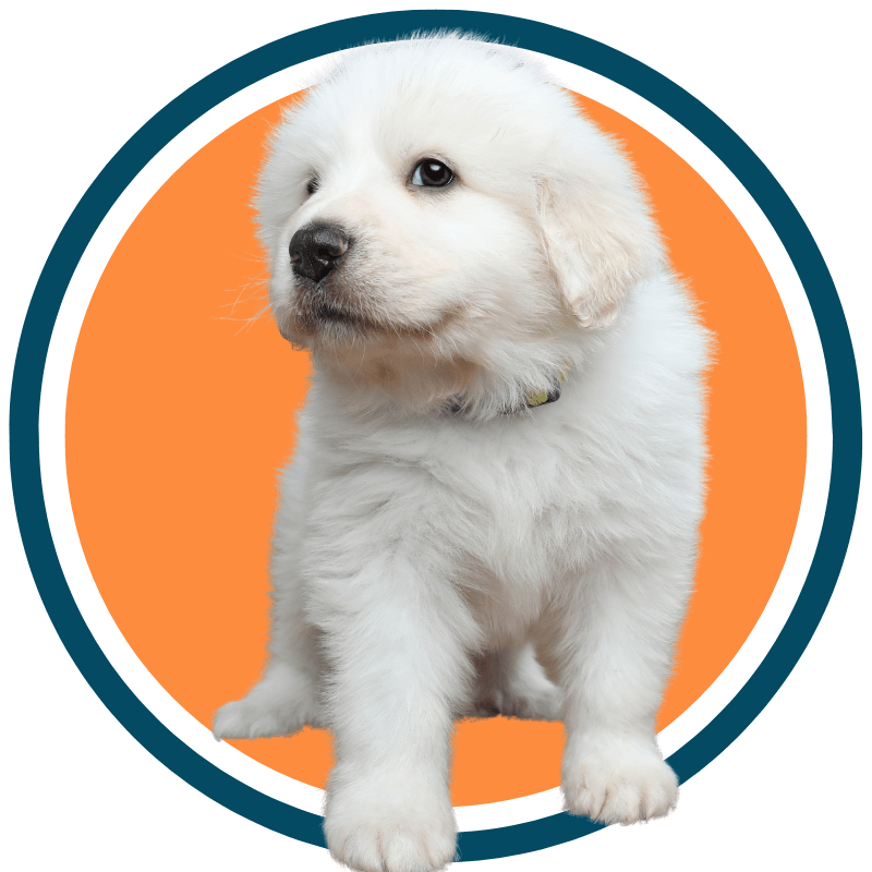 Great Pyrenees dog puppy