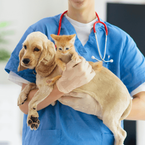 Veterinarian holding a puppy and a kitten