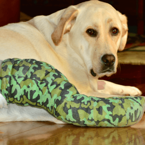 A dog with leg fracture laying on floor