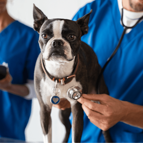 Veterinarian examining a dog with stethoscope