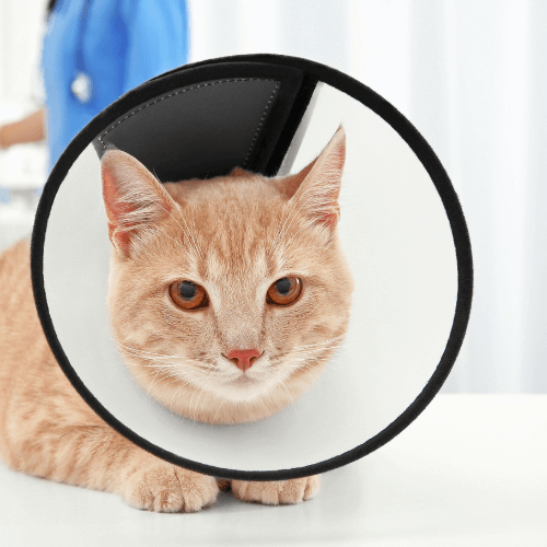 Cat laying on table wearing surgery collar