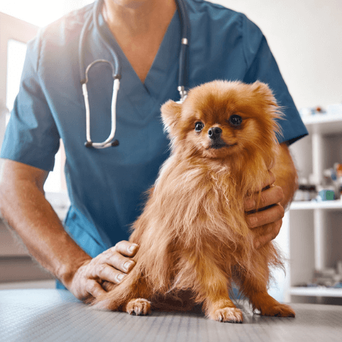 Vet with stethoscope holding a dog on table