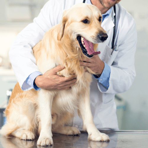 Vet examining a dog sitting on table 